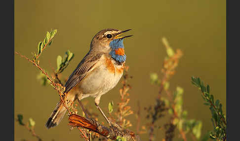 Rotsterniges Blaukehlchen (Luscinia svecica svecica)