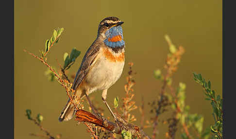 Rotsterniges Blaukehlchen (Luscinia svecica svecica)