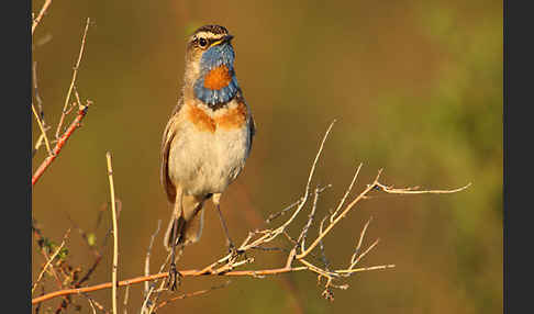 Rotsterniges Blaukehlchen (Luscinia svecica svecica)