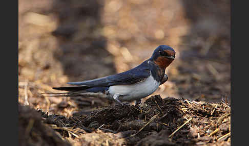 Rauchschwalbe (Hirundo rustica)