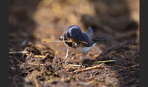 Rauchschwalbe (Hirundo rustica)