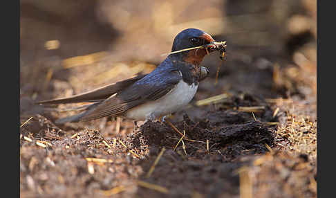 Rauchschwalbe (Hirundo rustica)