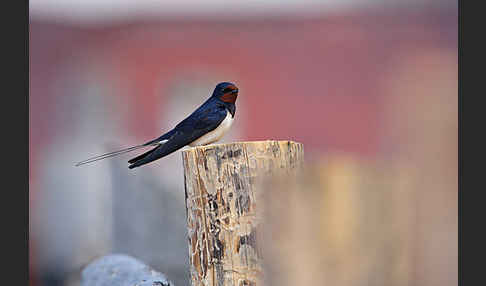 Rauchschwalbe (Hirundo rustica)