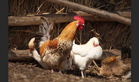 Haushuhn (Gallus gallus domesticus)