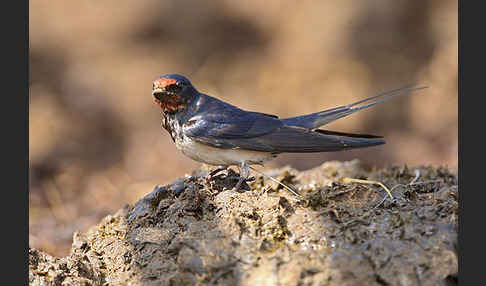 Rauchschwalbe (Hirundo rustica)