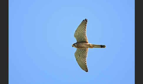 Turmfalke (Falco tinnunculus)