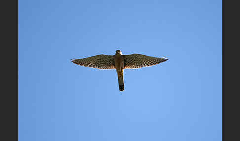 Turmfalke (Falco tinnunculus)