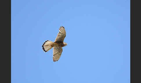 Turmfalke (Falco tinnunculus)