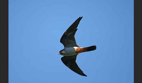 Rotfußfalke (Falco vespertinus)