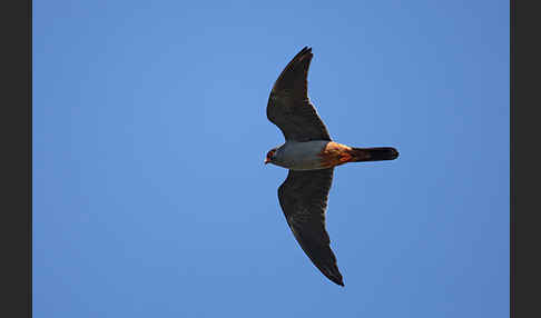 Rotfußfalke (Falco vespertinus)