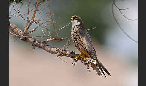 Baumfalke (Falco subbuteo)