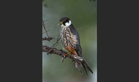 Baumfalke (Falco subbuteo)