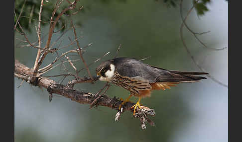 Baumfalke (Falco subbuteo)