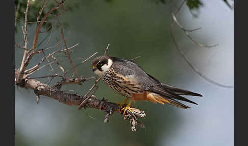 Baumfalke (Falco subbuteo)