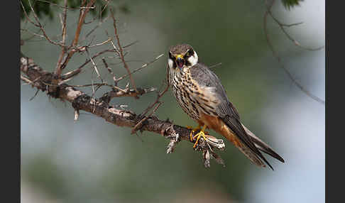 Baumfalke (Falco subbuteo)