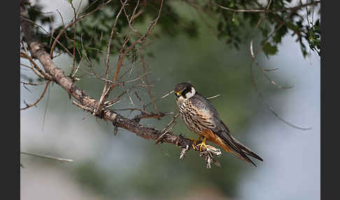 Baumfalke (Falco subbuteo)