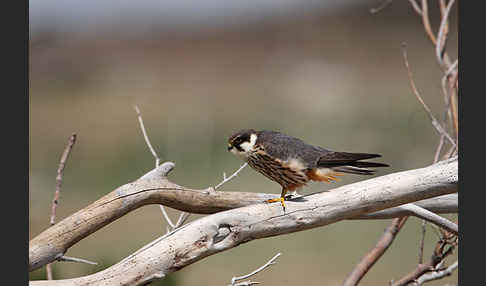 Baumfalke (Falco subbuteo)