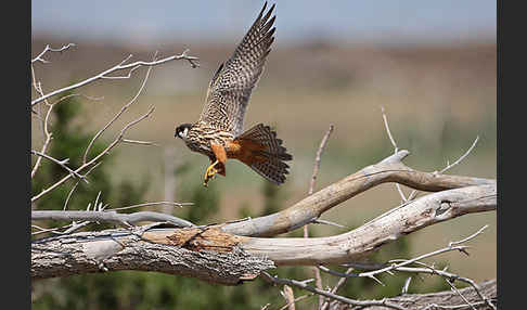 Baumfalke (Falco subbuteo)