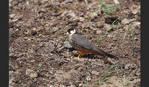 Baumfalke (Falco subbuteo)