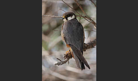 Baumfalke (Falco subbuteo)