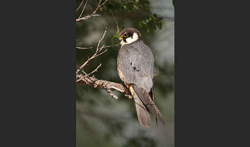 Baumfalke (Falco subbuteo)