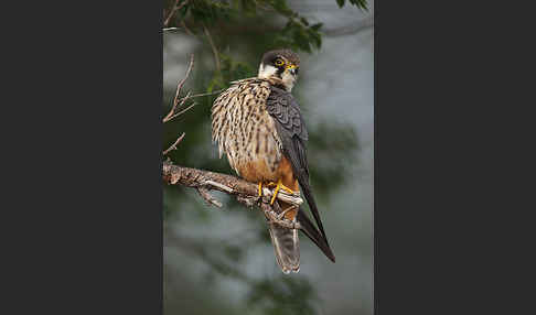 Baumfalke (Falco subbuteo)