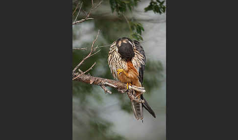 Baumfalke (Falco subbuteo)