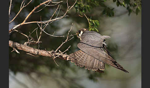 Baumfalke (Falco subbuteo)