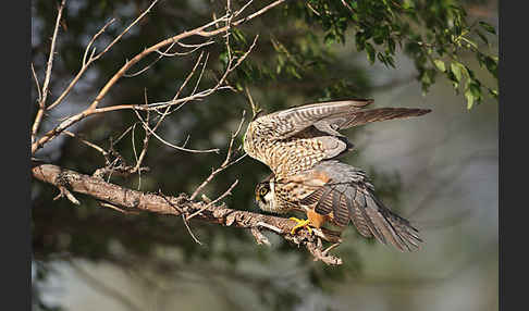 Baumfalke (Falco subbuteo)