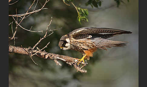 Baumfalke (Falco subbuteo)