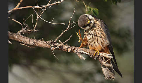 Baumfalke (Falco subbuteo)