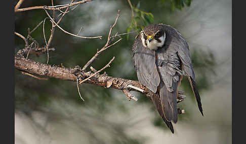 Baumfalke (Falco subbuteo)