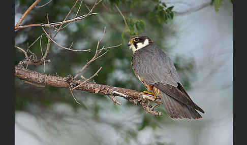 Baumfalke (Falco subbuteo)