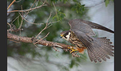 Baumfalke (Falco subbuteo)