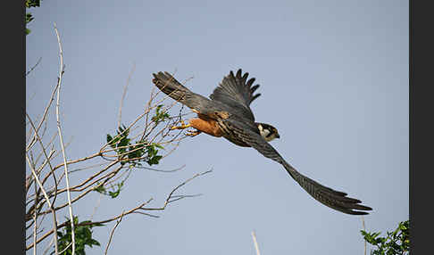 Baumfalke (Falco subbuteo)