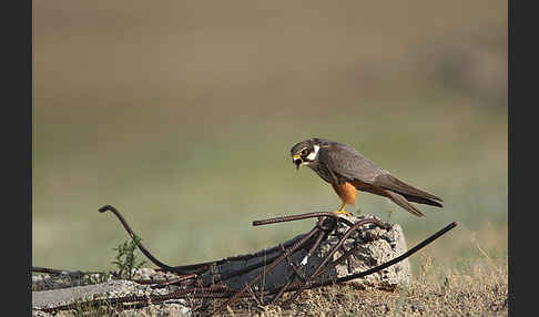 Baumfalke (Falco subbuteo)