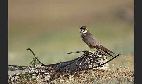 Baumfalke (Falco subbuteo)