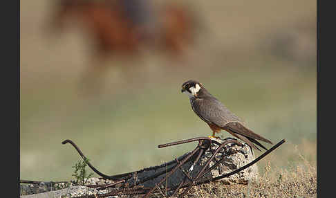 Baumfalke (Falco subbuteo)
