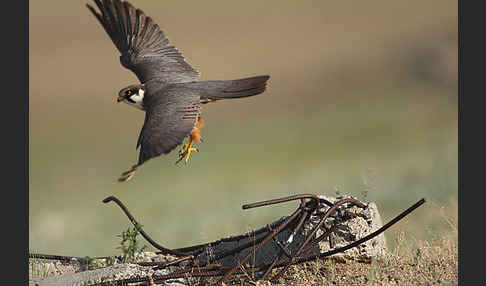 Baumfalke (Falco subbuteo)