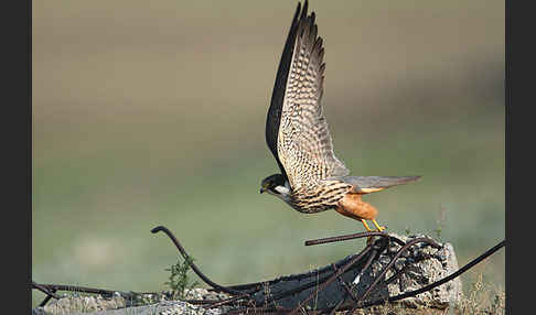 Baumfalke (Falco subbuteo)