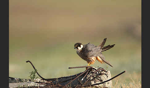 Baumfalke (Falco subbuteo)