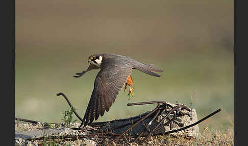 Baumfalke (Falco subbuteo)