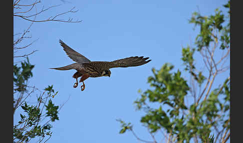 Baumfalke (Falco subbuteo)