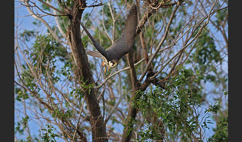 Baumfalke (Falco subbuteo)