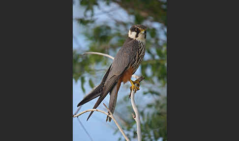 Baumfalke (Falco subbuteo)