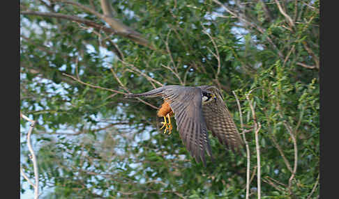 Baumfalke (Falco subbuteo)