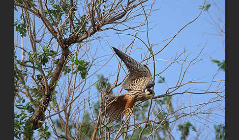 Baumfalke (Falco subbuteo)