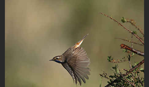 Rotsterniges Blaukehlchen (Luscinia svecica svecica)