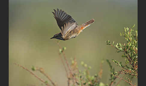 Rotsterniges Blaukehlchen (Luscinia svecica svecica)