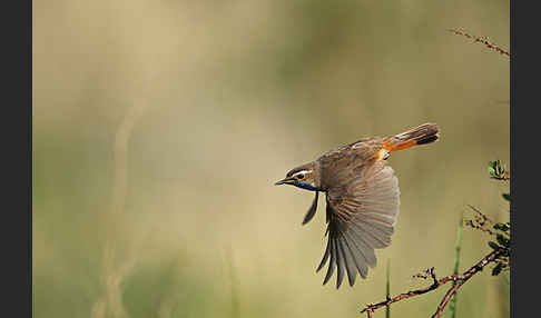 Rotsterniges Blaukehlchen (Luscinia svecica svecica)